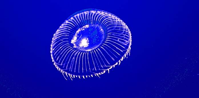 Qualle vor tiefblauem Hintergrund